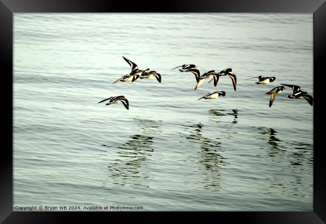 Turnstones in Flight Framed Print by Bryan 4Pics