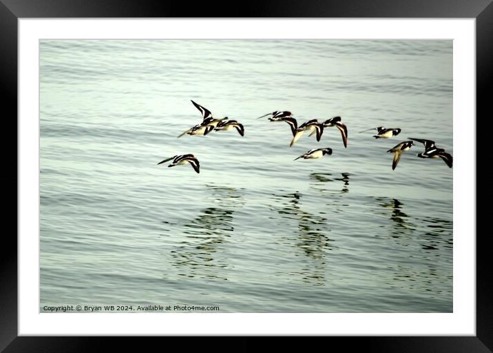 Turnstones in Flight Framed Mounted Print by Bryan 4Pics
