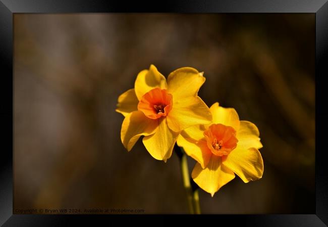 Narcissus Red Devon Framed Print by Bryan 4Pics