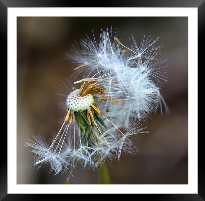 Dandelion Seeds Framed Mounted Print by Bryan 4Pics