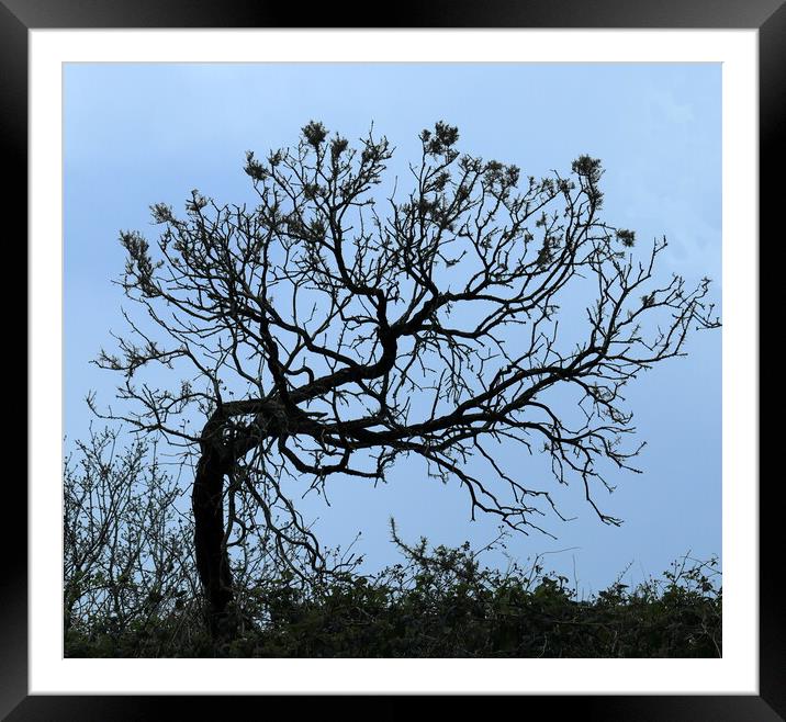Witch Tree Framed Mounted Print by Bryan 4Pics