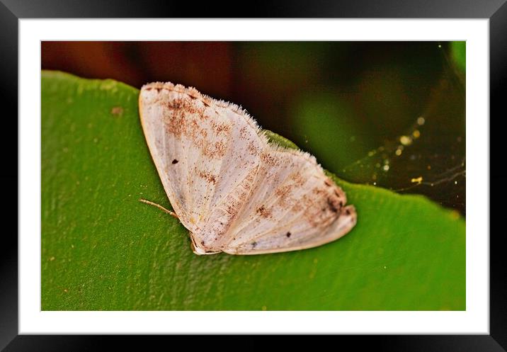 Clouded Silver Moth Framed Mounted Print by Bryan 4Pics