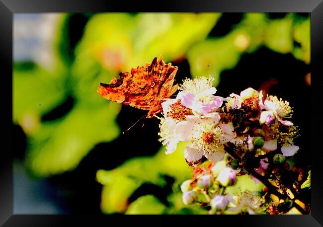 Comma Butterfly, Underwing Framed Print by Bryan 4Pics