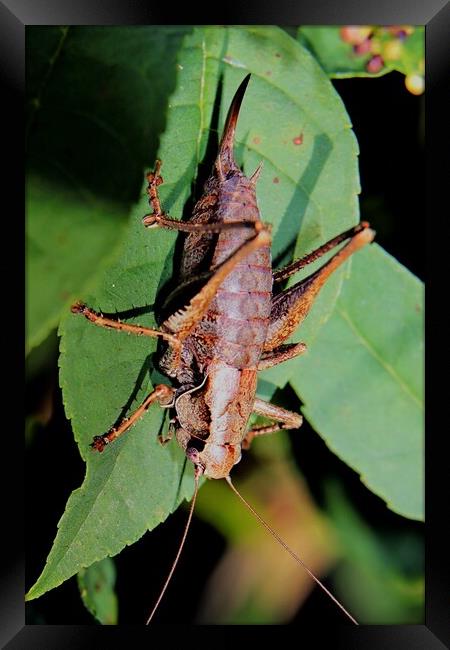 Female Dark Bush Cricket, Pholidoptera griseoapter Framed Print by Bryan 4Pics