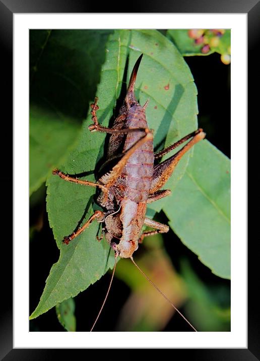 Female Dark Bush Cricket, Pholidoptera griseoapter Framed Mounted Print by Bryan 4Pics