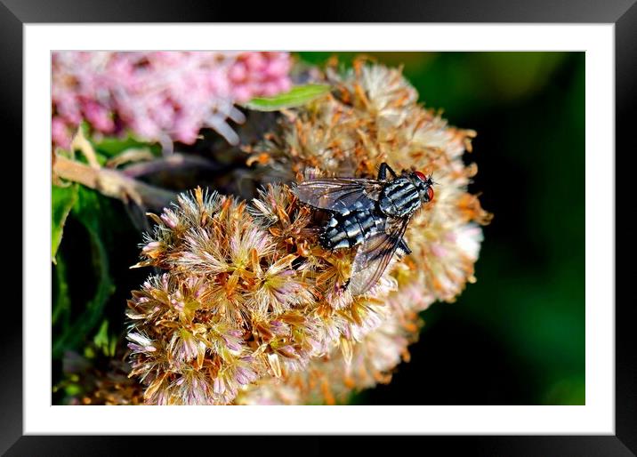 Flesh Fly, Sarcophaga carnaria, commonly known as  Framed Mounted Print by Bryan 4Pics