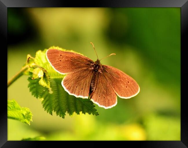 Ringlet Butterfly Framed Print by Bryan 4Pics