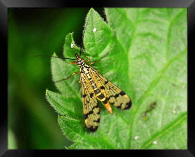 Scorpionfly Framed Print by Bryan 4Pics