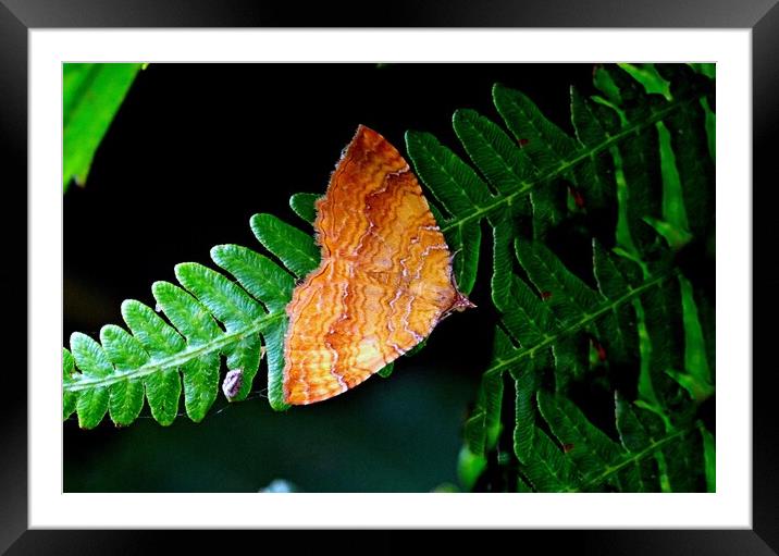 Yellow Shell Moth Framed Mounted Print by Bryan 4Pics
