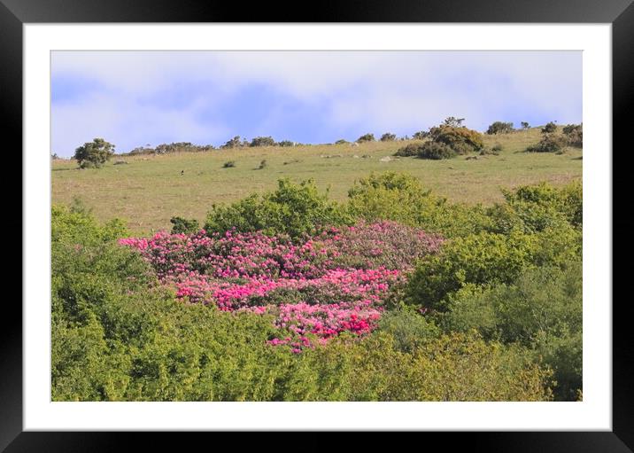 Rhododendrons on Western Beacon Framed Mounted Print by Bryan 4Pics