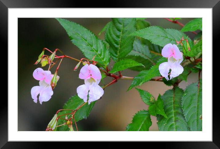 Balsam Impatiens Framed Mounted Print by Bryan 4Pics