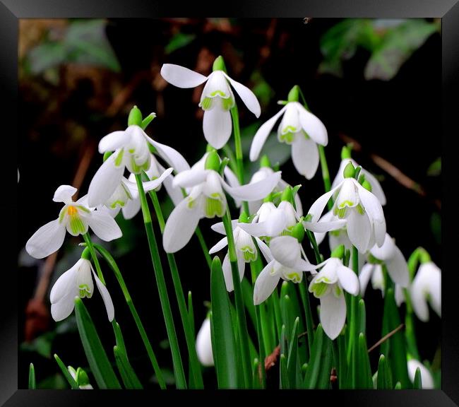 Snowdrop Framed Print by Bryan 4Pics