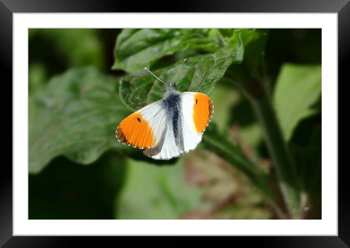 Orange Tip butterfly, male, Framed Mounted Print by Bryan 4Pics