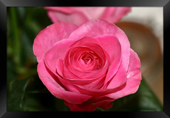 Rose in full bloom Framed Print by Bryan 4Pics