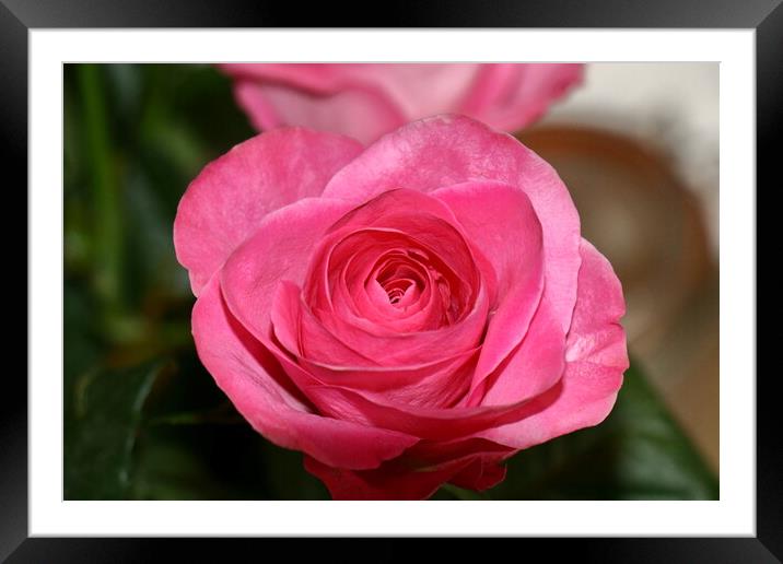 Rose in full bloom Framed Mounted Print by Bryan 4Pics