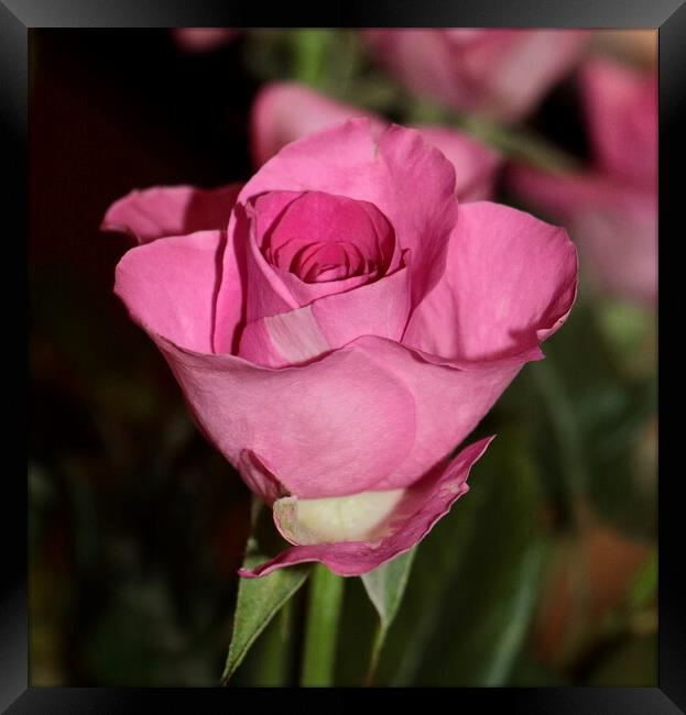 Single stem pink rose Framed Print by Bryan 4Pics