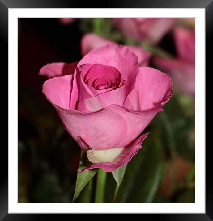 Single stem pink rose Framed Mounted Print by Bryan 4Pics