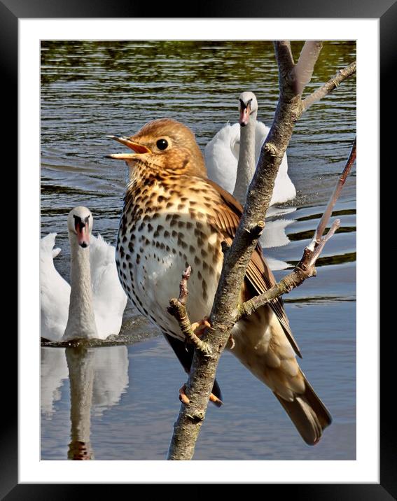 Thrush & Mute Swans Framed Mounted Print by Bryan 4Pics