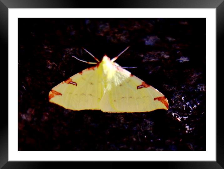 Brimstone Moth Framed Mounted Print by Bryan 4Pics