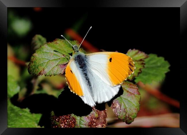 Orange Tip butterfly Framed Print by Bryan 4Pics