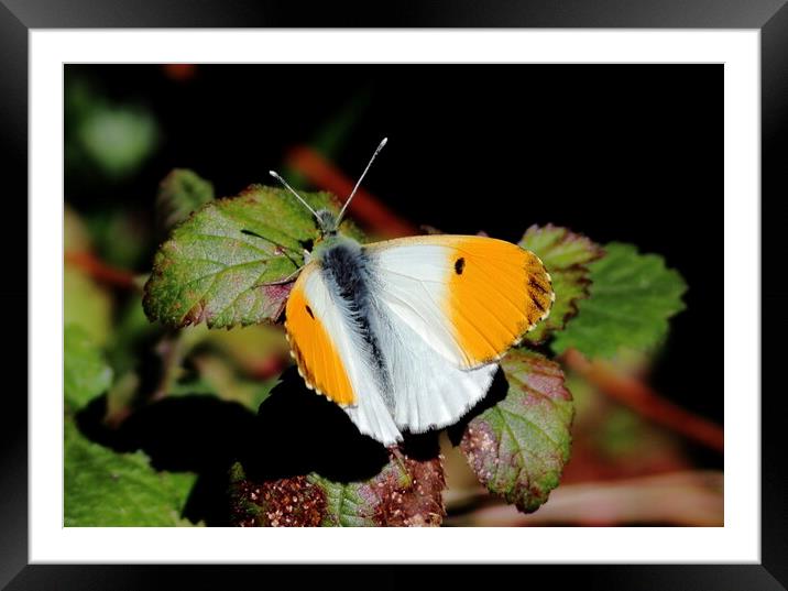 Orange Tip butterfly Framed Mounted Print by Bryan 4Pics