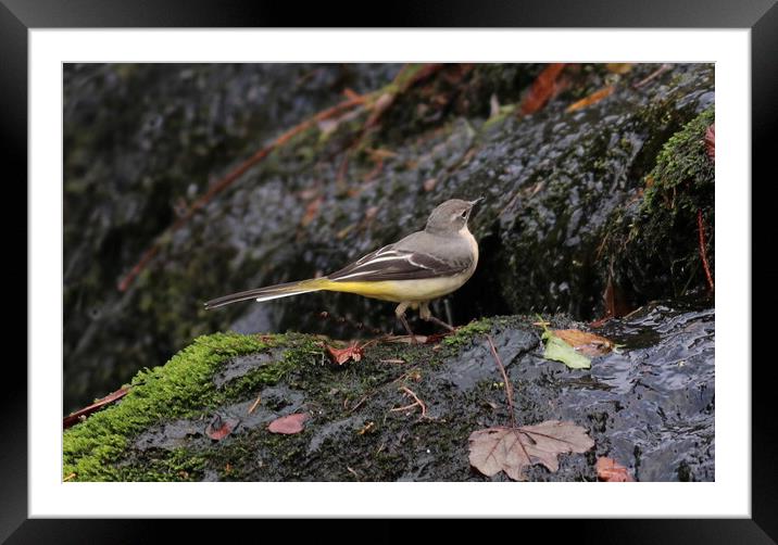Grey Wagtail Framed Mounted Print by Bryan 4Pics