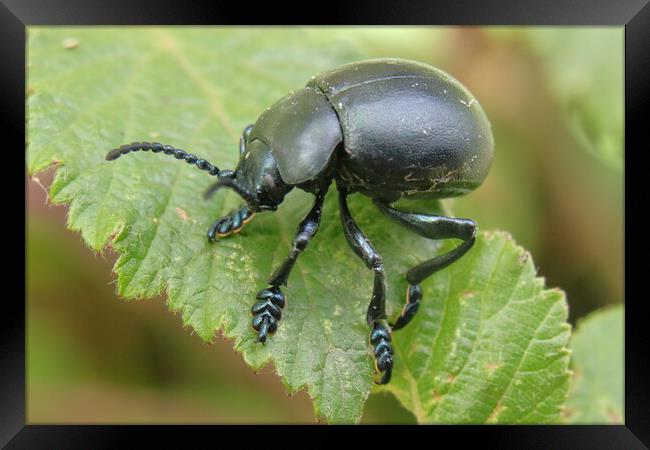 Bloody-nosed beetle Framed Print by Bryan 4Pics