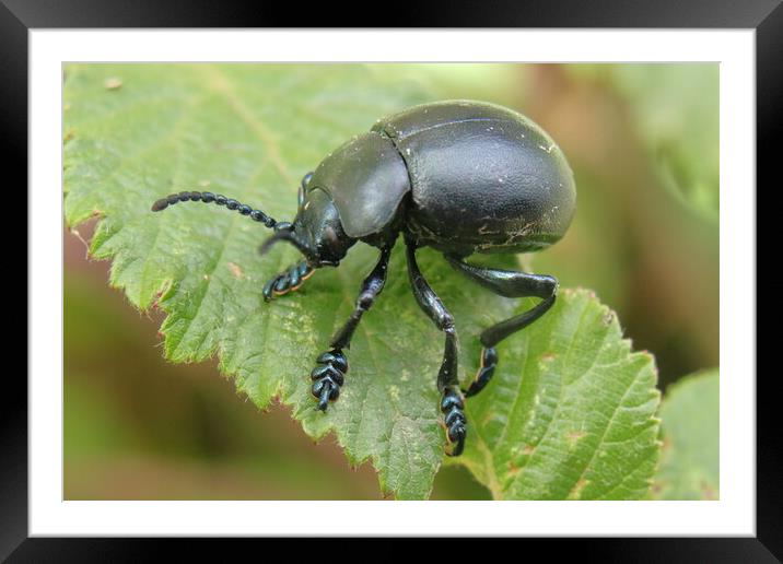 Bloody-nosed beetle Framed Mounted Print by Bryan 4Pics