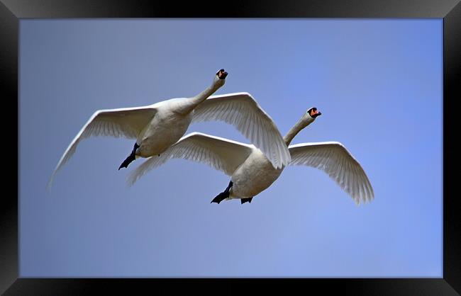 Mute Swans in Flight Framed Print by Bryan 4Pics