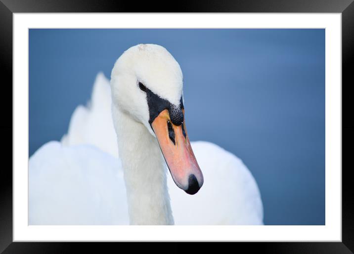 Mute Swan Portrait Framed Mounted Print by Bryan 4Pics