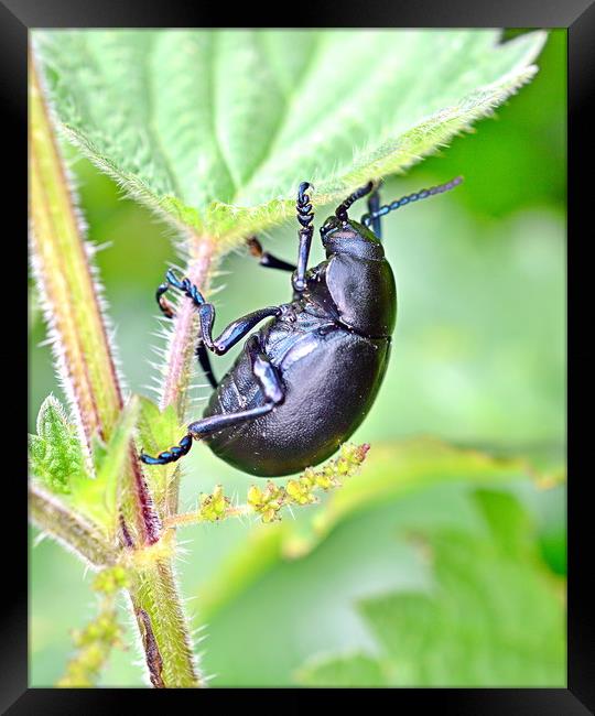 Bloody-Nosed Beetle Framed Print by Bryan 4Pics