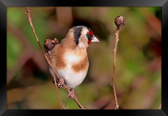 Goldfinch bird Framed Print by Bryan 4Pics