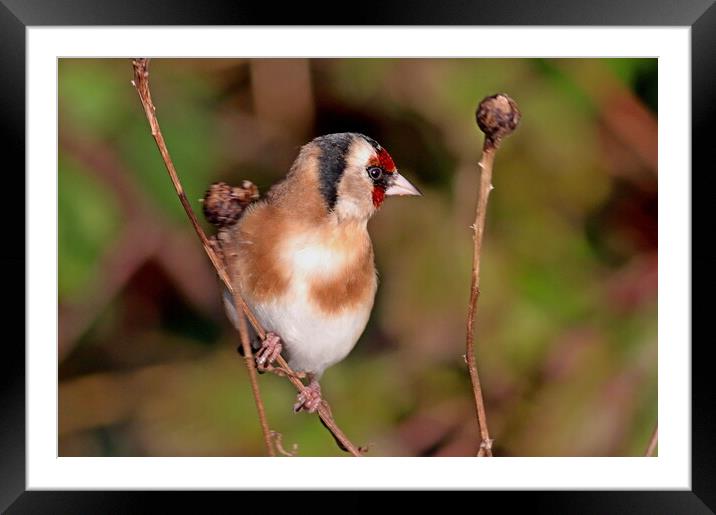 Goldfinch bird Framed Mounted Print by Bryan 4Pics
