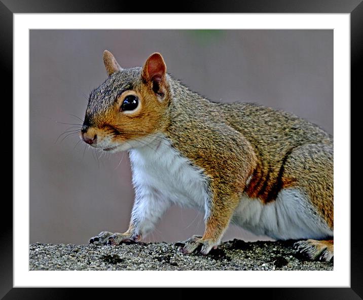 Grey Squirrel Framed Mounted Print by Bryan 4Pics