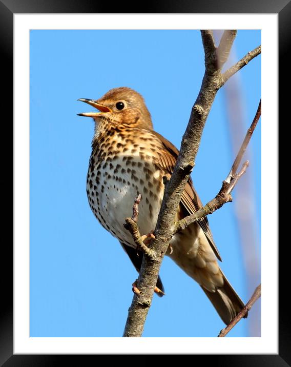 Song Thrush Framed Mounted Print by Bryan 4Pics