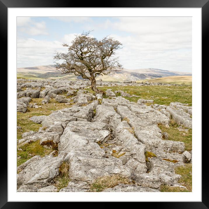 Lone Tree Framed Mounted Print by Chris Willman