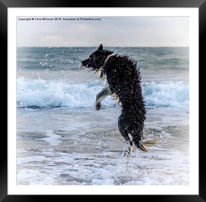 Border Collie Framed Mounted Print by Chris Willman
