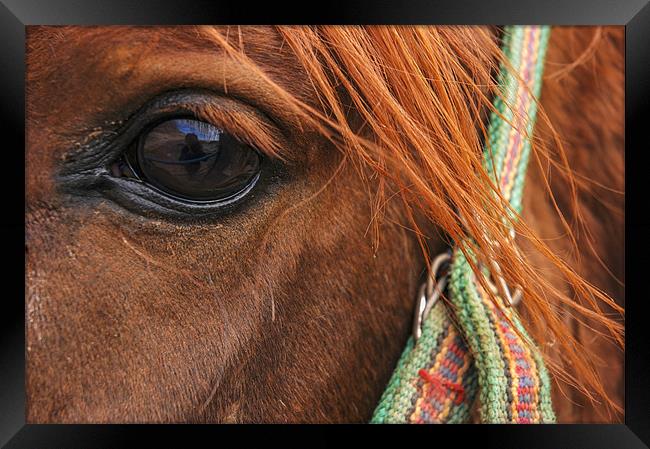 Bedouin Horse Framed Print by Jan Venter