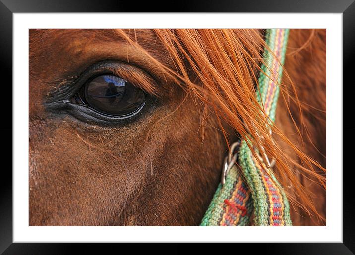 Bedouin Horse Framed Mounted Print by Jan Venter