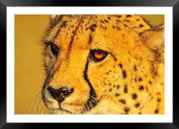 Cheetah Framed Mounted Print by Jan Venter