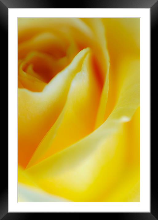 Yellow Rose Framed Mounted Print by Jan Venter