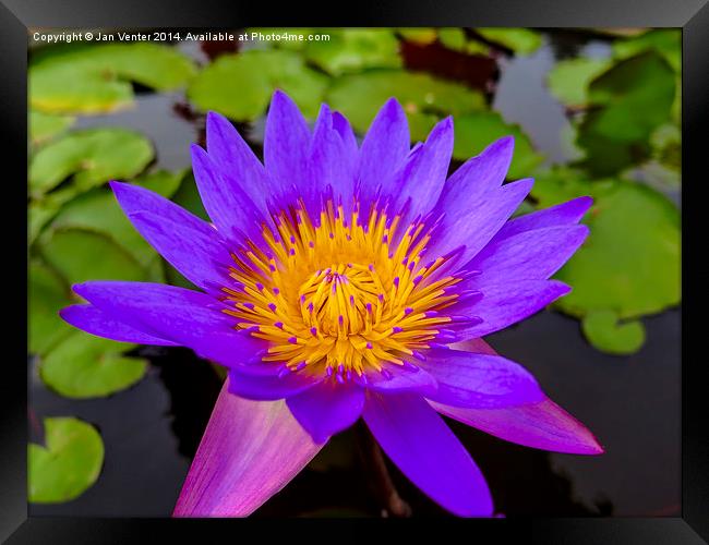  Water Lily Framed Print by Jan Venter