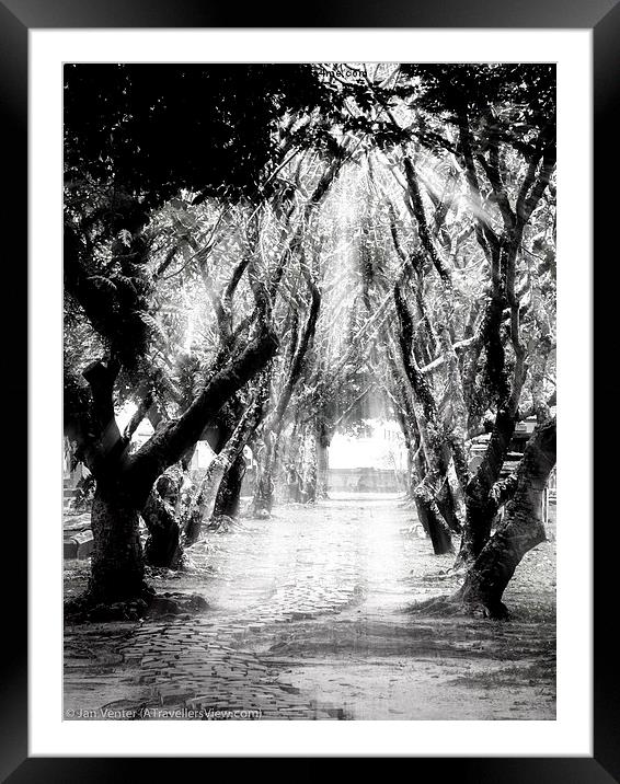  Tree Lane. Framed Mounted Print by Jan Venter