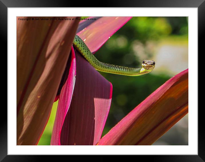  Golden Tree Snake Framed Mounted Print by Jan Venter