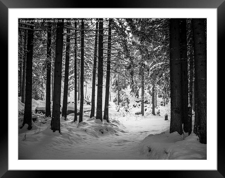  Light in the Forest Framed Mounted Print by Jan Venter