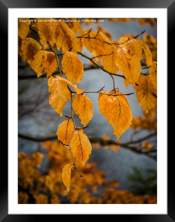  Autumn Leaves Framed Mounted Print by Jan Venter