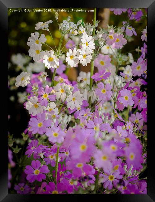  Soft Blossoms Framed Print by Jan Venter