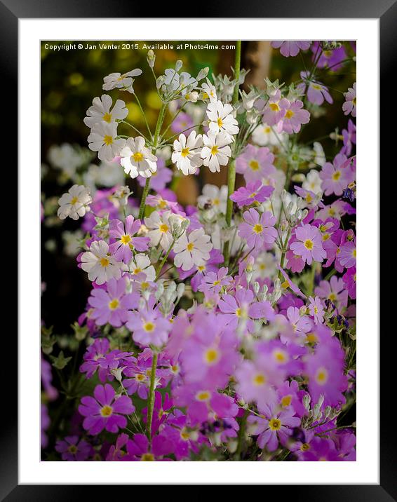  Soft Blossoms Framed Mounted Print by Jan Venter