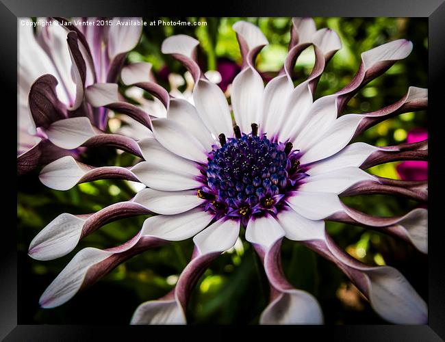  Unfolding Framed Print by Jan Venter