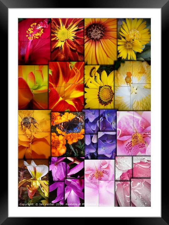 Floral Collage Framed Mounted Print by Jan Venter